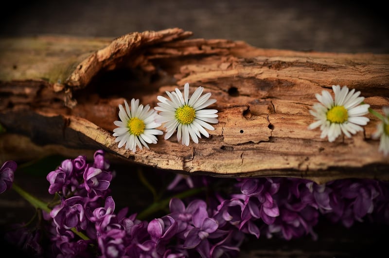 Wooden furniture